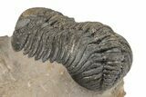 Detailed Morocops Trilobite Fossil - Morocco #204247-5